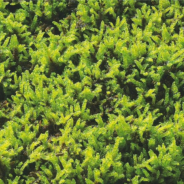 ハイゴケ苔マット1平米セット 苔庭 庭園 ガーデニング用の苔販売サイトhappymoss ハイゴケ苔マット1平米セット 苔庭 庭園 ガーデニング用の苔販売サイトhappymoss