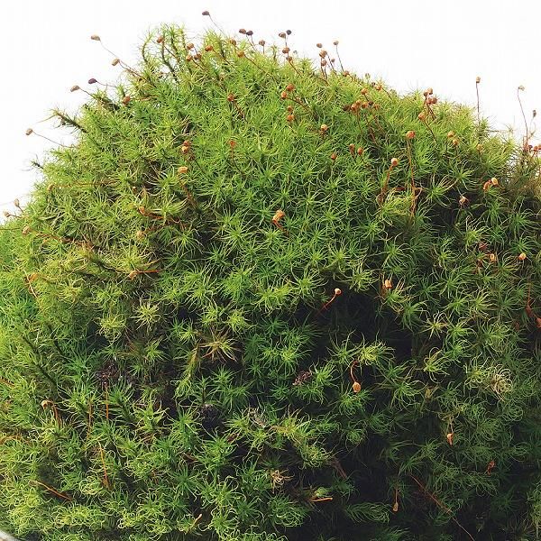 苔庭にオススメの苔の種類 苔 販売サイト ハッピーモス 苔庭にオススメの苔の種類 苔 販売サイト ハッピーモス