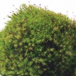朽木苔 シノブゴケ｜苔（コケ）のインテリア コケリウム（苔テラリウム