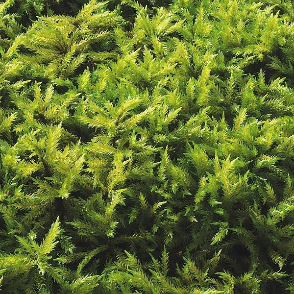 フロウソウ 5トレー 希少 コケ 苔 苔リウム 苔テラリウム