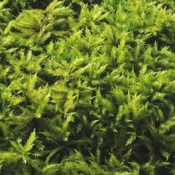 朽木苔 苔テラリウム用の苔 - 苔の販売専門店 ハッピーモス