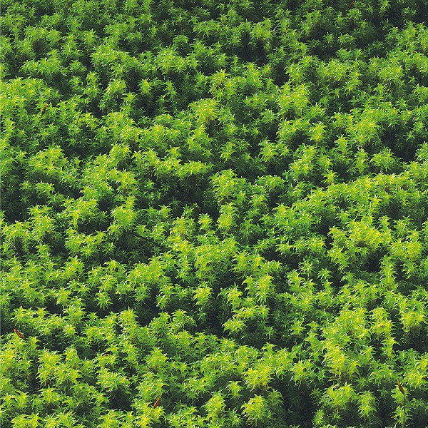 スナゴケ 砂苔 苔マット１平米セット 苔庭 庭園用の苔販売サイトhappymoss