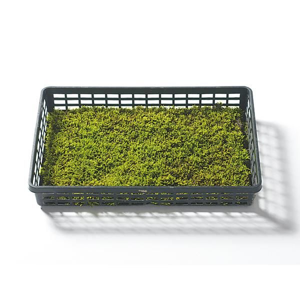 10平米分）農家直送 明るい庭に最適なスナゴケ、ハイゴケ2種混合シート