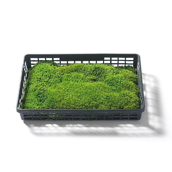 カモジゴケ 1平米セット (8枚入) - 苔の通販・販売専門店 ハッピーモス