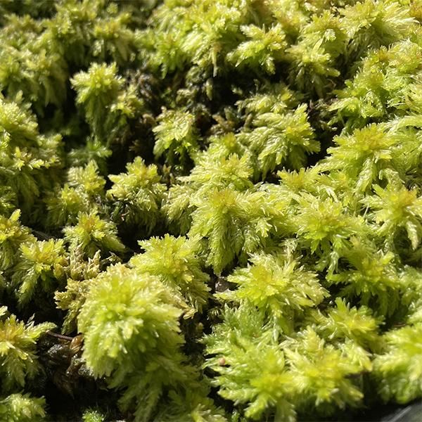 シッポゴケ 3枚 / ケース入り マット / 苔玉 苔庭 / MOSS 楽天市場】苔 シッポゴケパック しっぽ苔 しっぽごけ 苔玉 苔