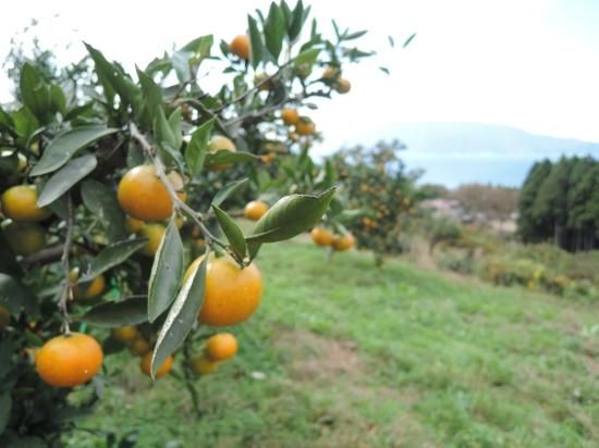 敦賀東浦みかん914ビール【麦芽100％・敦賀東浦産みかん果汁使用】