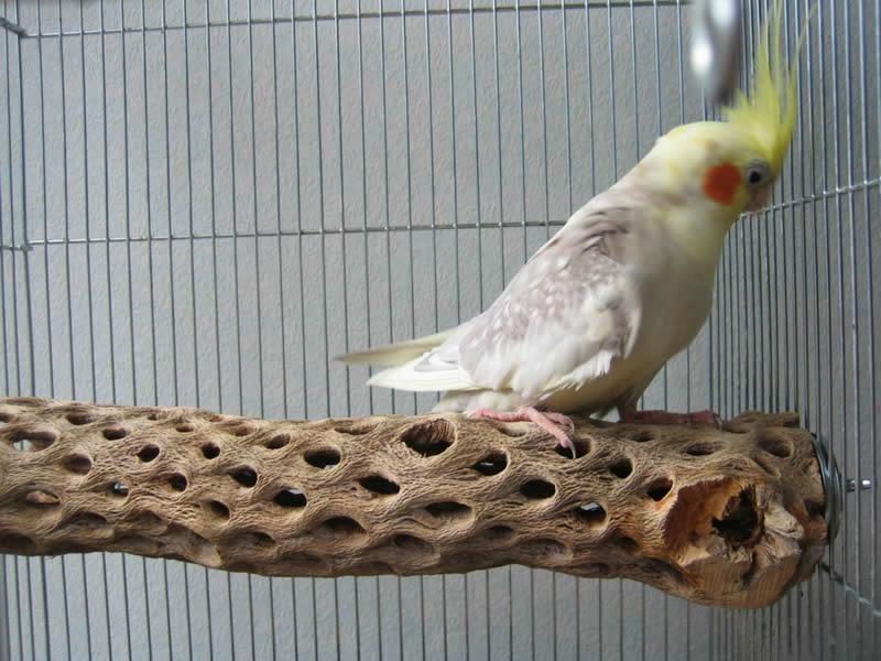 卸し売り購入 スミ カクタスパーチ 大型インコ、オウム用 太め 2