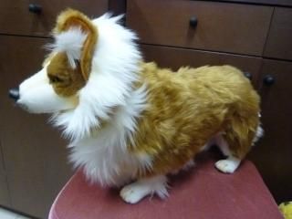 Welsh Corgi  L