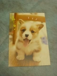 0歳からシニアまで コーギーとのしあわせな暮らし方 | Wan編集部