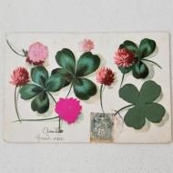 ƥݥȥɡե󥹡ͤդΥС