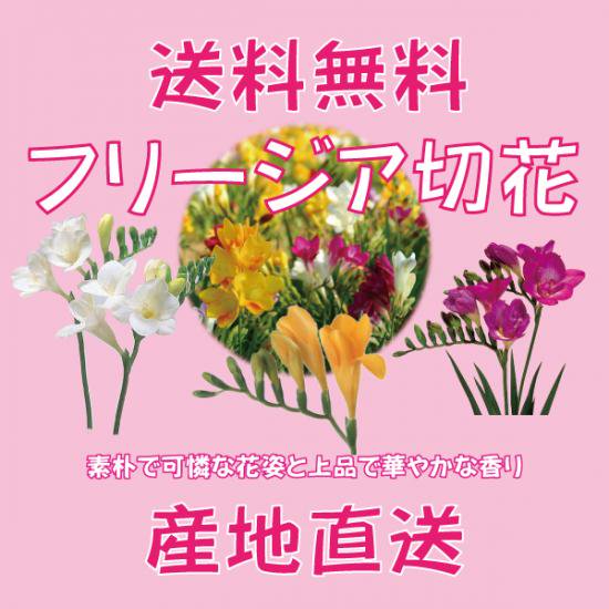 予約受付中 フリージア切花80本 発送3月頃 送料込 沖永良部から島のお花をお届けします 福山花店