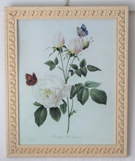 ピエール・ジョセフ・ルドゥーテの描いたオールドローズ、白バラと蝶の