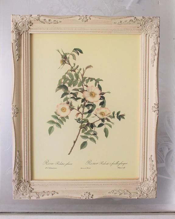バラ 薔薇 ロサ エグランテリア 花 絵画 1805年 バラ 薔薇 ロサ エグランテリア 花 絵画 1805年
