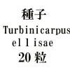 ҡTurbinicarpusellisae20γ<img class='new_mark_img2' src='https://img.shop-pro.jp/img/new/icons48.gif' style='border:none;display:inline;margin:0px;padding:0px;width:auto;' />