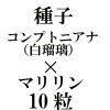 ҡץȥ˥ʡˡߡޥ10γ<img class='new_mark_img2' src='https://img.shop-pro.jp/img/new/icons48.gif' style='border:none;display:inline;margin:0px;padding:0px;width:auto;' />