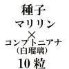 ҡޥ󡡡ߡץȥ˥ʡˡ10γ<img class='new_mark_img2' src='https://img.shop-pro.jp/img/new/icons48.gif' style='border:none;display:inline;margin:0px;padding:0px;width:auto;' />
