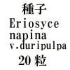 ҡEriosyce napina v.duripulpa FK7220γ<img class='new_mark_img2' src='https://img.shop-pro.jp/img/new/icons48.gif' style='border:none;display:inline;margin:0px;padding:0px;width:auto;' />