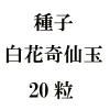 ҡִ̡20γ<img class='new_mark_img2' src='https://img.shop-pro.jp/img/new/icons58.gif' style='border:none;display:inline;margin:0px;padding:0px;width:auto;' />