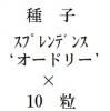 ҡץǥ󥹡ƥɥ꡼ǡߡ10γ<img class='new_mark_img2' src='https://img.shop-pro.jp/img/new/icons48.gif' style='border:none;display:inline;margin:0px;padding:0px;width:auto;' />