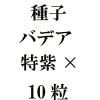 ҡХǥûˡߡ10γ<img class='new_mark_img2' src='https://img.shop-pro.jp/img/new/icons48.gif' style='border:none;display:inline;margin:0px;padding:0px;width:auto;' />