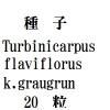 ҡTurbinicarpusflaviflorus k.graugrun20γ<img class='new_mark_img2' src='https://img.shop-pro.jp/img/new/icons48.gif' style='border:none;display:inline;margin:0px;padding:0px;width:auto;' />