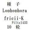 ҡLophophorafricii-KPiltz143310γ<img class='new_mark_img2' src='https://img.shop-pro.jp/img/new/icons48.gif' style='border:none;display:inline;margin:0px;padding:0px;width:auto;' />