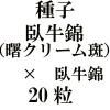 ҡӡʽ쥯꡼áˡ߲ӡ20γ<img class='new_mark_img2' src='https://img.shop-pro.jp/img/new/icons48.gif' style='border:none;display:inline;margin:0px;padding:0px;width:auto;' />