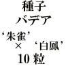 ҡХǥƼǡߡ˱ǡ10γ<img class='new_mark_img2' src='https://img.shop-pro.jp/img/new/icons48.gif' style='border:none;display:inline;margin:0px;padding:0px;width:auto;' />
