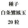 ҡ˱̡20γ<img class='new_mark_img2' src='https://img.shop-pro.jp/img/new/icons48.gif' style='border:none;display:inline;margin:0px;padding:0px;width:auto;' />