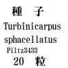ҡTurbinicarpussphacellatusPiltz343320γ<img class='new_mark_img2' src='https://img.shop-pro.jp/img/new/icons58.gif' style='border:none;display:inline;margin:0px;padding:0px;width:auto;' />