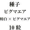 ҡԥޥߥԥޥˡ10γ<img class='new_mark_img2' src='https://img.shop-pro.jp/img/new/icons58.gif' style='border:none;display:inline;margin:0px;padding:0px;width:auto;' />