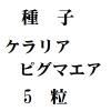 ҡꥢԥޥ5γ<img class='new_mark_img2' src='https://img.shop-pro.jp/img/new/icons48.gif' style='border:none;display:inline;margin:0px;padding:0px;width:auto;' />