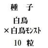 ҡĻߡĻ󥹥ȡ10γ<img class='new_mark_img2' src='https://img.shop-pro.jp/img/new/icons48.gif' style='border:none;display:inline;margin:0px;padding:0px;width:auto;' />