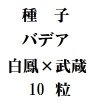 ҡХǥ˱ǡߡХǥ¢ǡ10γ<img class='new_mark_img2' src='https://img.shop-pro.jp/img/new/icons48.gif' style='border:none;display:inline;margin:0px;padding:0px;width:auto;' />