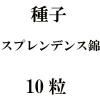 ҡץǥ󥹶ӡ10γ<img class='new_mark_img2' src='https://img.shop-pro.jp/img/new/icons48.gif' style='border:none;display:inline;margin:0px;padding:0px;width:auto;' />
