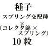 ҡץ󥰸ۼߡʥ쥯ӡߥץ󥰡ˡ10γ<img class='new_mark_img2' src='https://img.shop-pro.jp/img/new/icons48.gif' style='border:none;display:inline;margin:0px;padding:0px;width:auto;' />