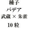 ҡХǥ¢ǡߡХǥƼǡ10γ<img class='new_mark_img2' src='https://img.shop-pro.jp/img/new/icons48.gif' style='border:none;display:inline;margin:0px;padding:0px;width:auto;' />