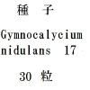 ҡGymnocalycium nidulans1730γ<img class='new_mark_img2' src='https://img.shop-pro.jp/img/new/icons48.gif' style='border:none;display:inline;margin:0px;padding:0px;width:auto;' />