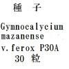ҡGymnocalycium mazanense v.ferox P30A30γ<img class='new_mark_img2' src='https://img.shop-pro.jp/img/new/icons58.gif' style='border:none;display:inline;margin:0px;padding:0px;width:auto;' />