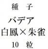 ҡХǥ˱ǡߡХǥƼǡ10γ<img class='new_mark_img2' src='https://img.shop-pro.jp/img/new/icons48.gif' style='border:none;display:inline;margin:0px;padding:0px;width:auto;' />