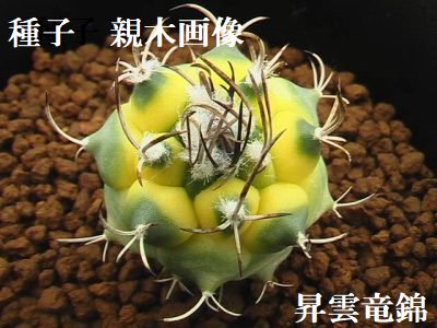 種子 昇雲竜錦 10粒 - (株) 奈良多肉植物研究会 -多肉植物・サボテン