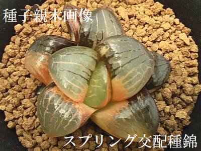 種子 スプリングボクブラケンシス交配種錦 × スプリングボクブラケンシス 10粒 - (株) 奈良多肉植物研究会 -多肉植物 ・サボテン・種子・園芸資材の販売-