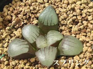 ハオルチア　スプリングボクブラケンシスsp錦鉢のまま 59b060bc2eb6af62b8957d874218d7