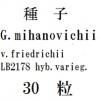 ҡGymnocalyciummihanovichiiv. friedrichiiLB2178 hyb.varieg.30γ<img class='new_mark_img2' src='https://img.shop-pro.jp/img/new/icons57.gif' style='border:none;display:inline;margin:0px;padding:0px;width:auto;' />