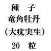 種子　竜角牡丹（大疣実生）　　20粒<img class='new_mark_img2' src='https://img.shop-pro.jp/img/new/icons48.gif' style='border:none;display:inline;margin:0px;padding:0px;width:auto;' />