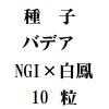 ҡХǥNGIˡߡХǥ˱ǡ10γ<img class='new_mark_img2' src='https://img.shop-pro.jp/img/new/icons48.gif' style='border:none;display:inline;margin:0px;padding:0px;width:auto;' />