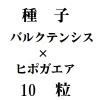 ҡCХ륯ƥ󥷥ߡҥݥ10γ<img class='new_mark_img2' src='https://img.shop-pro.jp/img/new/icons48.gif' style='border:none;display:inline;margin:0px;padding:0px;width:auto;' />