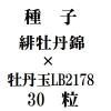 ҡ체ðӡߡð̡LB217830γ<img class='new_mark_img2' src='https://img.shop-pro.jp/img/new/icons48.gif' style='border:none;display:inline;margin:0px;padding:0px;width:auto;' />