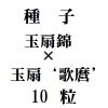 ҡӡߡƲǡ10γ<img class='new_mark_img2' src='https://img.shop-pro.jp/img/new/icons48.gif' style='border:none;display:inline;margin:0px;padding:0px;width:auto;' />