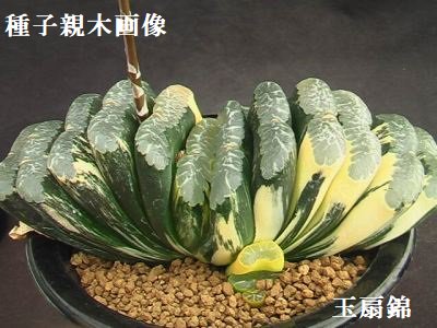 種子 玉扇錦 × 玉扇 No.601 10粒 - (株) 奈良多肉植物研究会 -多肉植物 